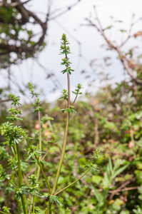 0059-galium-mollugo-glad-walstro-hedges-scrub