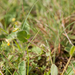 0060 coranilla-scorpioidez-annual-scorpion-vetch-arid-meadows-