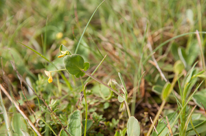 0060 coranilla-scorpioidez-annual-scorpion-vetch-arid-meadows-