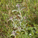0061-onbekende-plant