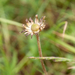 0062-bellis-sylvestris-southern-daisy-uncultivated-areas-pastures