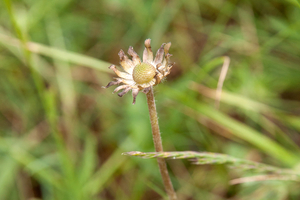 0062-bellis-sylvestris-southern-daisy-uncultivated-areas-pastures