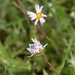 0063-bellis-sylvestris-southern-daisy-uncultivated-areas-pastures