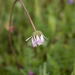 0064-bellis-sylvestris-southern-daisy-uncultivated-areas-pastures