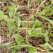 0065-bellis-sylvestris-southern-daisy-uncultivated-areas-pastures