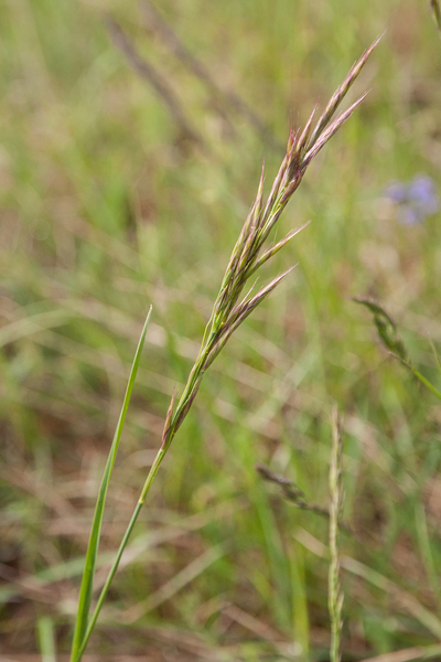 0066-Brachypodium-rupestre-arid-pastures
