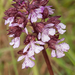 0067-purperorchis-arid-meadows-and-uncultivated-land