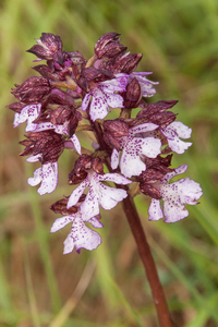 0067-purperorchis-arid-meadows-and-uncultivated-land