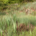 0070-grote-lisdodde-typha-latifolia-ditches-stagnant-waters