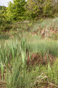 0070-grote-lisdodde-typha-latifolia-ditches-stagnant-waters