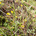 0071-carex-rostrata-zompzegge-marshy-environments