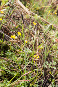 0071-carex-rostrata-zompzegge-marshy-environments