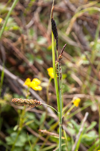 0072-carex-rostrata-zompzegge-marshy-environments