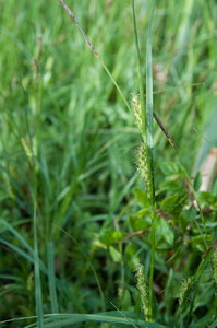 0073-carex-hirta-ruige-zegge-humid-meadows