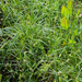 0074-carex-hirta-ruige-zegge-humid-meadows
