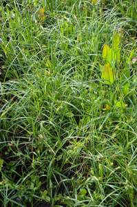 0074-carex-hirta-ruige-zegge-humid-meadows