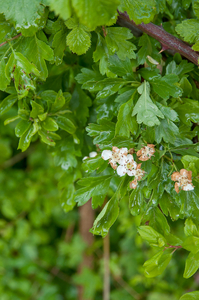 0075-eenstijlige-meidoorn-Crataegus-monogyna-margin-of-woods-hedg