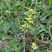 0076-alyssum-montanum-bergschildzaad