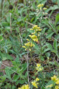 0076-alyssum-montanum-bergschildzaad