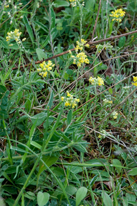 0078-alyssum-montanum-bergschildzaad