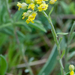 0079-alyssum-montanum-bergschildzaad