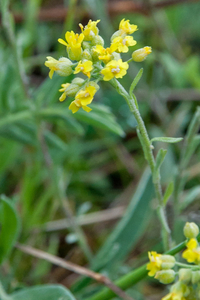 0079-alyssum-montanum-bergschildzaad