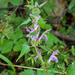 0080-lamium-garganicum-cliffs-open-woods-screes