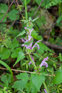 0080-lamium-garganicum-cliffs-open-woods-screes