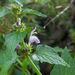 0081-lamium-garganicum-cliffs-open-woods-screes