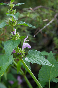 0081-lamium-garganicum-cliffs-open-woods-screes