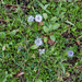0082-globularia-meridionalis-montane-stony-slopes