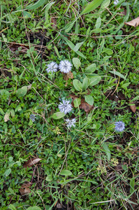 0082-globularia-meridionalis-montane-stony-slopes