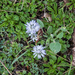 0083-globularia-meridionalis-montane-stony-slopes