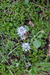 0083-globularia-meridionalis-montane-stony-slopes