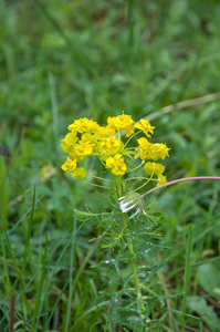 0084 euphorbia-cyparissias-cipreswolfsmelk-stony-slopes-arid-past