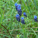 0085-muscari-neglectum-meadows-pastures