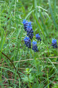 0085-muscari-neglectum-meadows-pastures