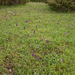 0087-anacamptis-morio-harlekijn-arid-meadows
