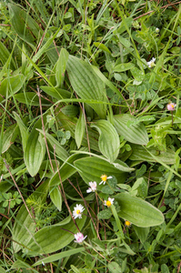 0088-plantago-media-ruige-weegbree-meadows-and-pastures