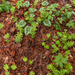 0006-fagus-sylvatica-bodem-2