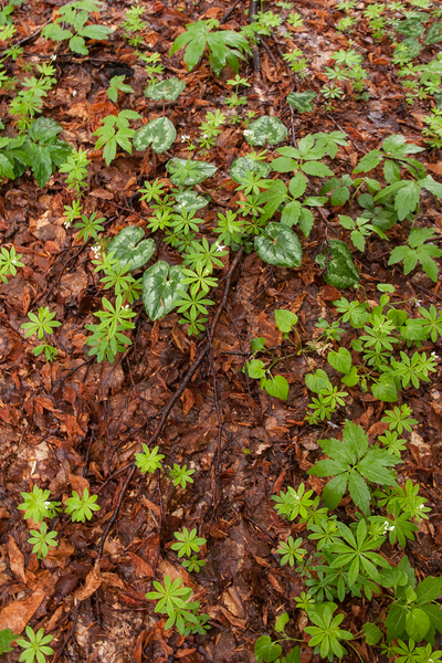 0006-fagus-sylvatica-bodem-2