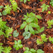 0008-fagus-sylvatica-bodem