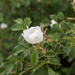 0002-bosroos rosa arvensis open woods and scrub