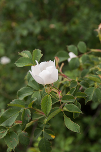 0002-bosroos rosa arvensis open woods and scrub