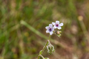 0005-Cynoglossum-creticum -2