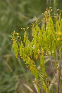 0006-wede  isatis tinctoria arid uncultivated land.