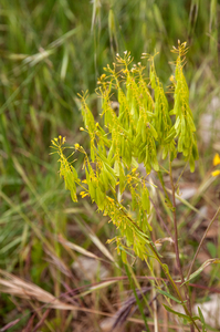 0007-wede  isatis tinctoria arid uncultivated land.