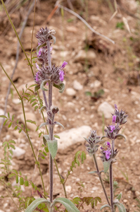 0009-duitse-andoorn stachys germanica arid pasture