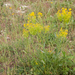 0010-wede isatis tinctoria arid uncultivated land