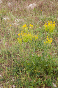 0010-wede isatis tinctoria arid uncultivated land